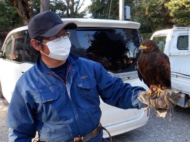 鷹匠の吉田さんと相棒のイシカワくん（サブロウくんは長期休養中）