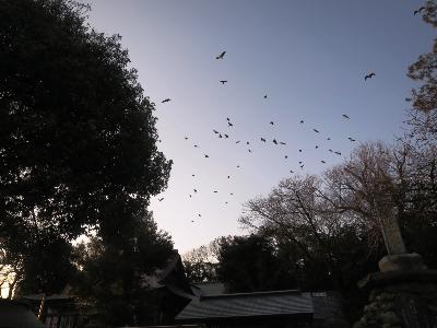 羽咋神社上空を舞うカラスやサギ