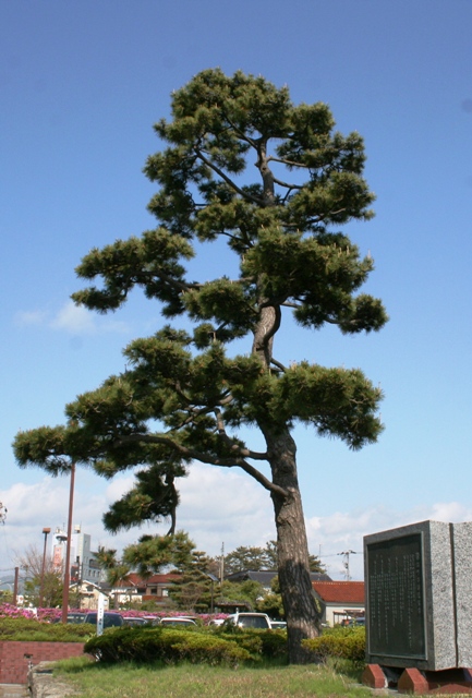 はくいしの木　クロマツ