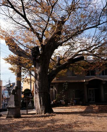 羽咋神社のケヤキ