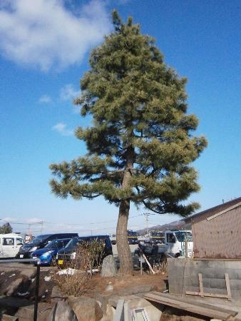 四町の土方領境松跡地（平成30年）