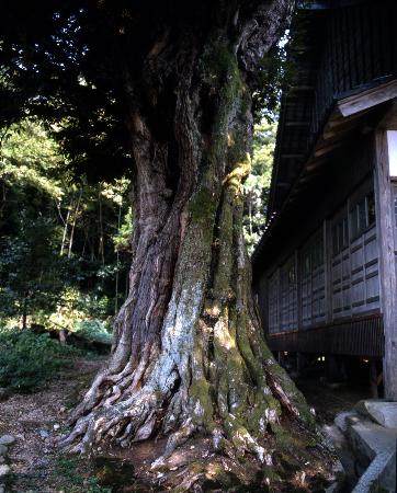 善正寺のスダジイ