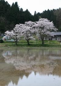 宇土野町の水田に映える桜三兄弟