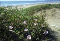 浜辺に咲く小さな薄紫の花の写真