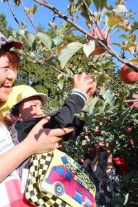 先生と一緒にりんごを採る園児の写真