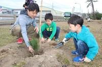 千里浜海岸の近くで父親と男の子2人がクロマツを植樹している写真