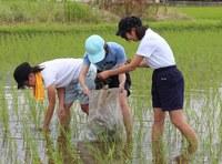 自然栽培田で除草作業を行う生徒の写真