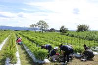 1300株のトウガラシ類が並ぶ自然栽培畑の写真