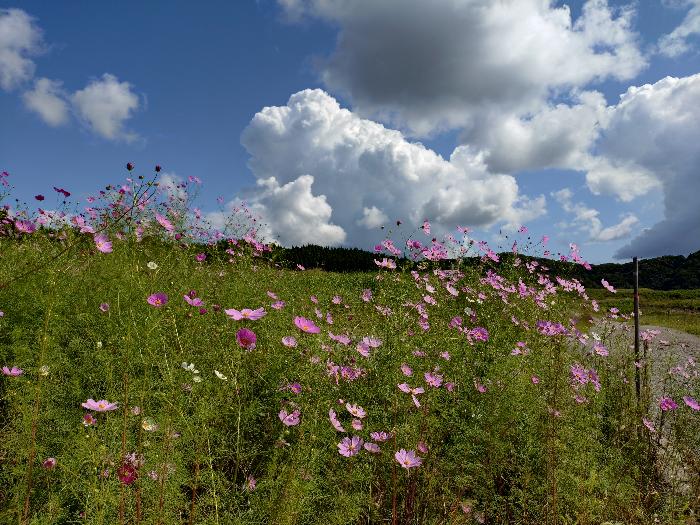  住所： 〒 925-0608 神子原町