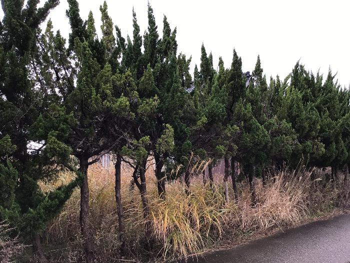 detached 住所： 〒 925-0028 次場町